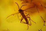 Fossil Fly Swarm (Diptera) In Baltic Amber - Over Flies! #183562-3